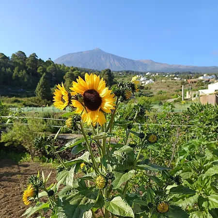 Apartment Loft Vista Al Teide Icod De Los Vinos