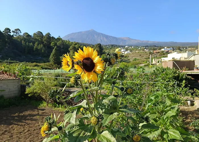 Apartment Loft Vista Al Teide Icod De Los Vinos